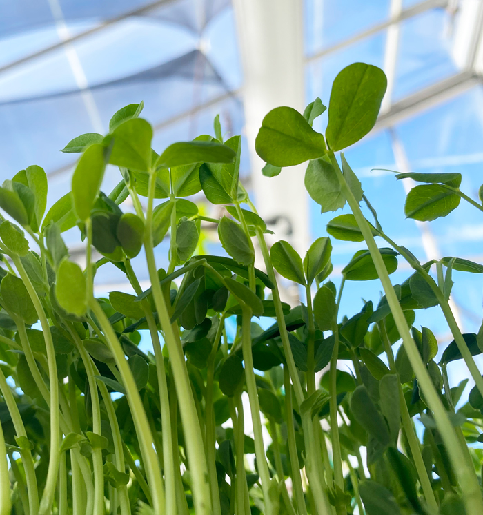 Cultivaction-microgreens-Concordia-Greenhouse